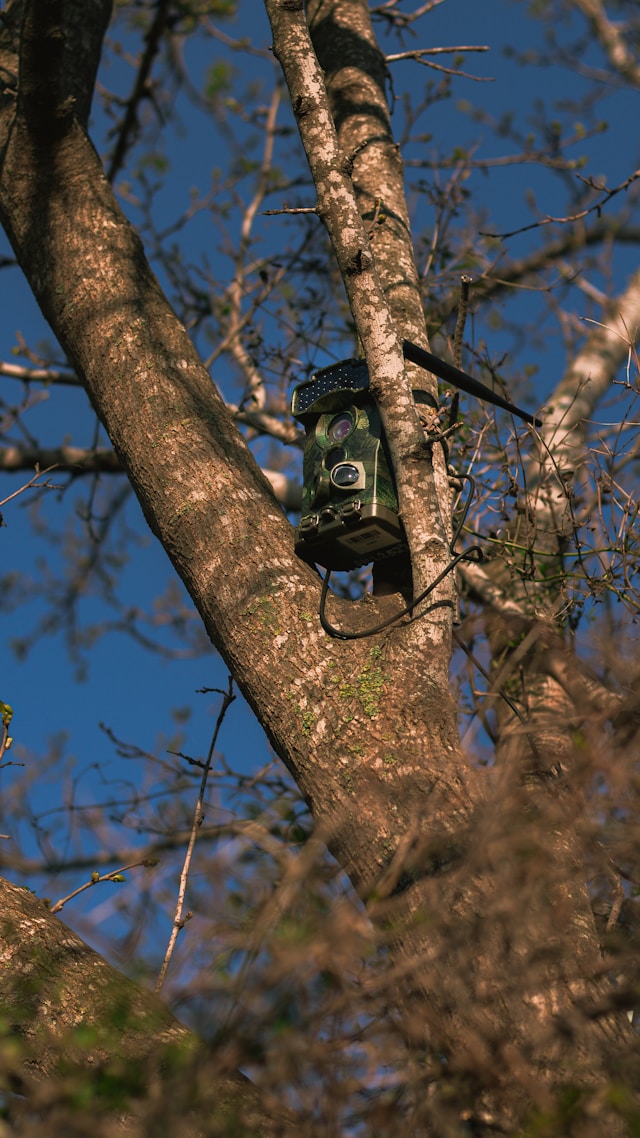 A camera trap; Photo by furkanvari on Unsplash